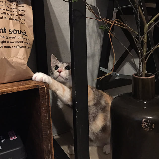 momijiさんの実例写真