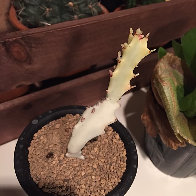 Junkoさんの実例写真