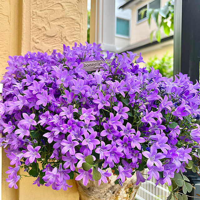 airoseさんの実例写真