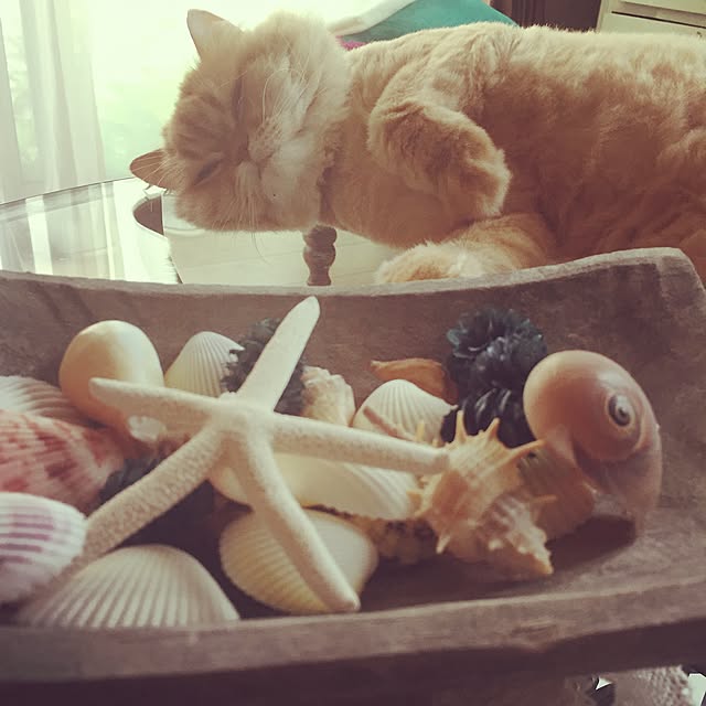 Mellonさんの実例写真