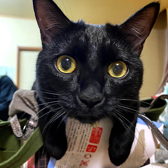prelumoさんの実例写真