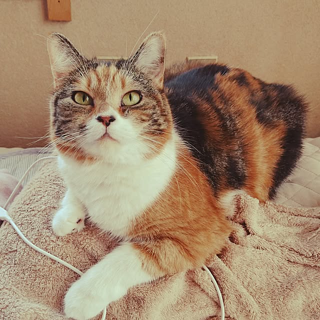 yukieさんの実例写真