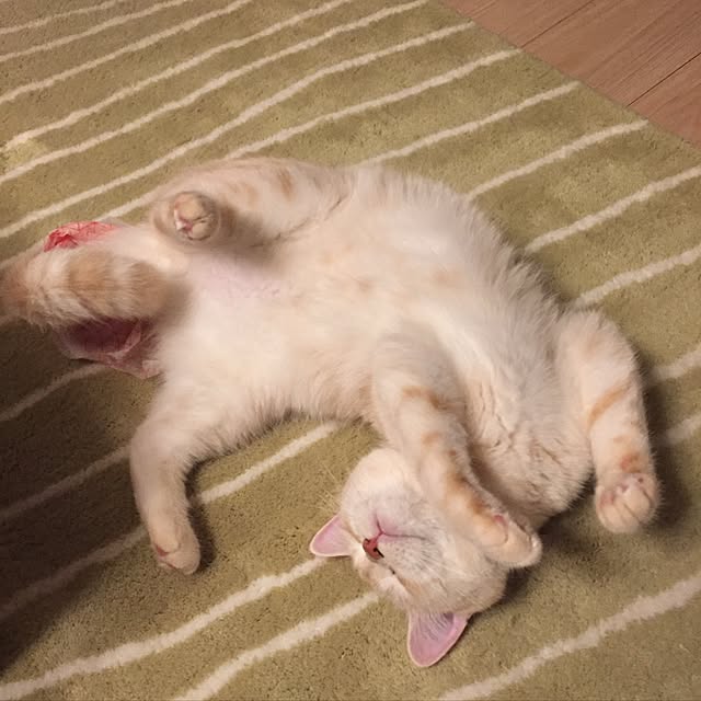 y.k.0123さんの実例写真
