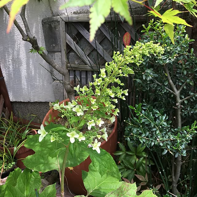 sakuranboさんの実例写真