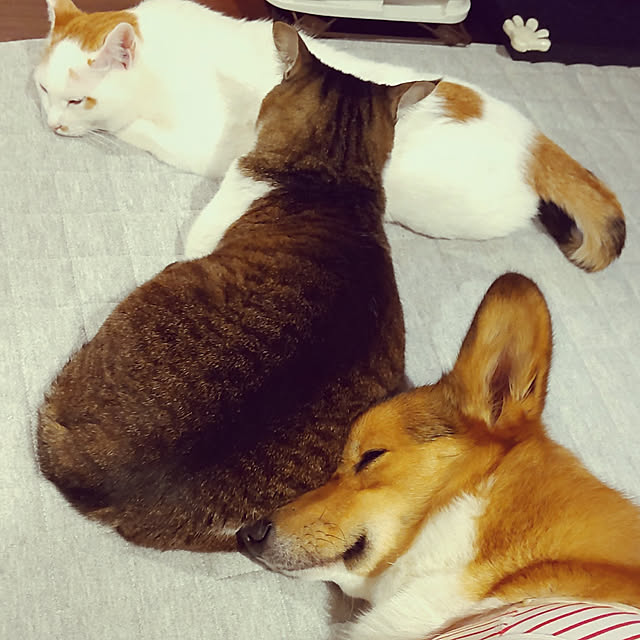 ベッド周り/コーギーのいる暮らし/コーギー/コーギー大好き/ねこのいる日常...などのインテリア実例 - 2022-05-09 16:07:01