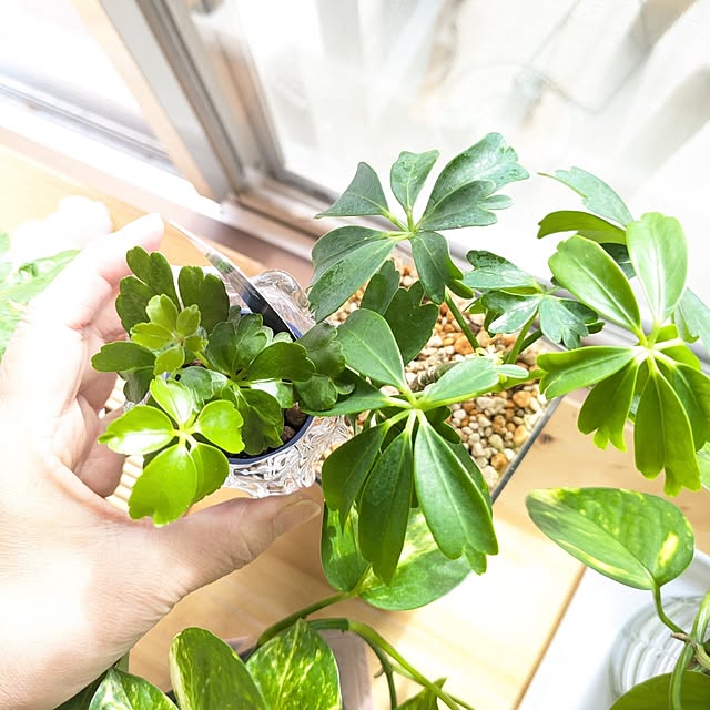 mi-saさんの部屋