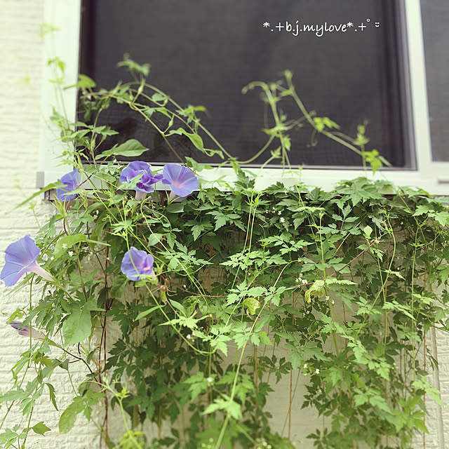 boku.jenny.myloveさんの実例写真