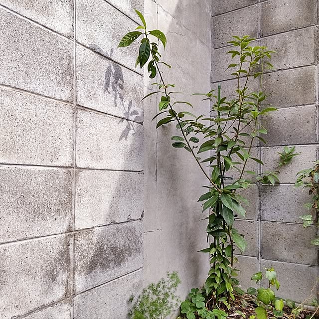 faunさんの部屋