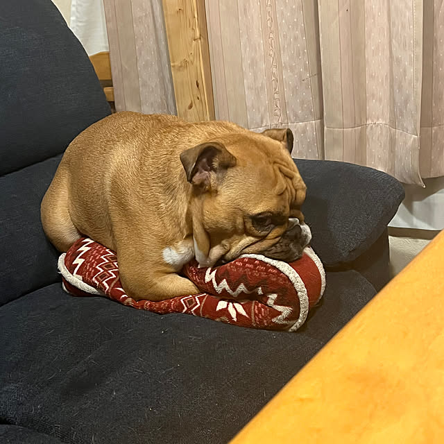chi_gogaさんの部屋