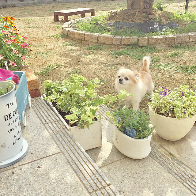 ponさんの実例写真