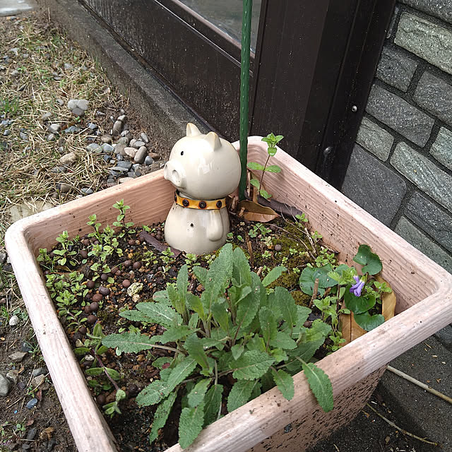 ameamekaasanさんの実例写真