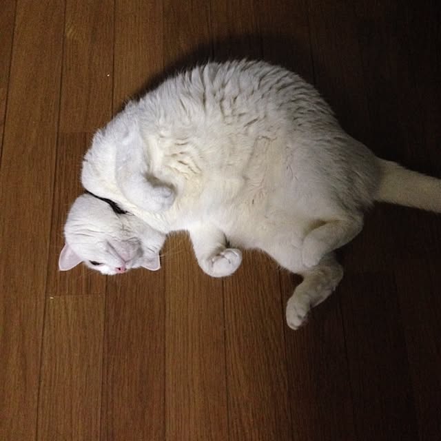 実例写真