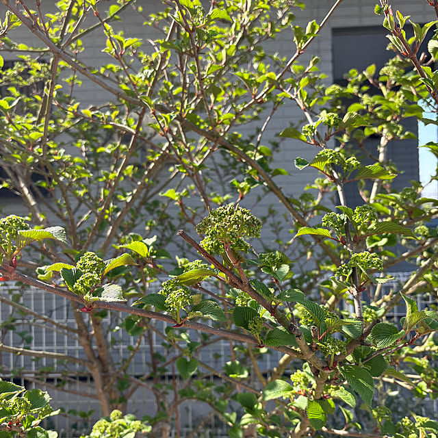 chIoeさんの部屋