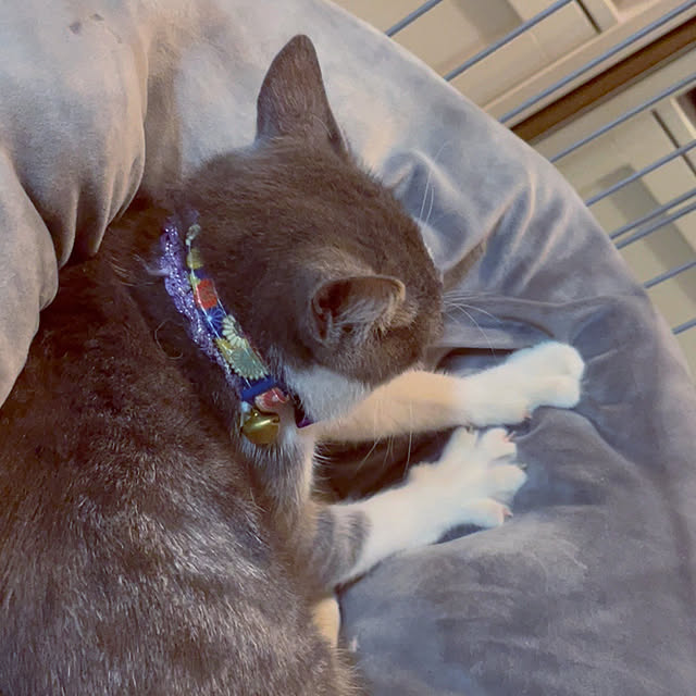 nekosamaさんの実例写真