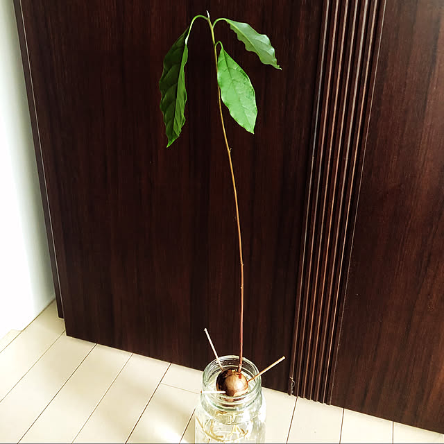 orengipekoさんの実例写真