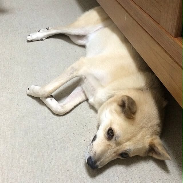 leonaさんの実例写真