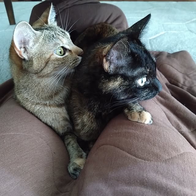 mamekoさんの部屋