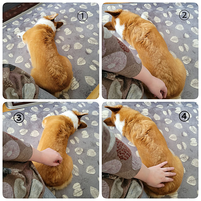 akimameさんの実例写真