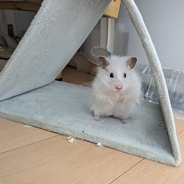 PEROさんの実例写真