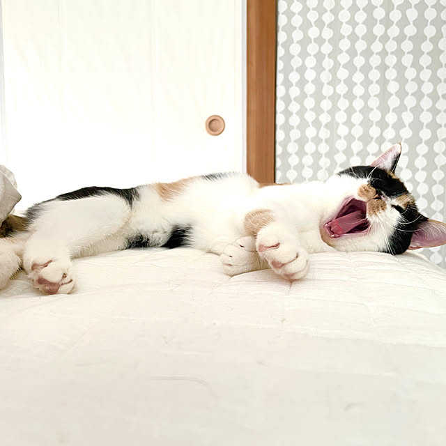 gussan96さんの実例写真