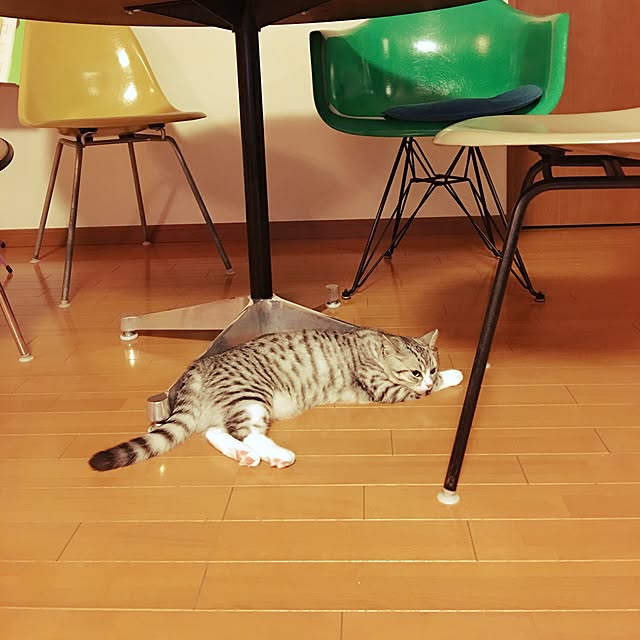 Shojiさんの実例写真