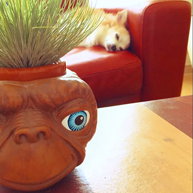机/観葉植物/雑貨/ガーデニングのインテリア実例 - 2015-09-01 18:37:57