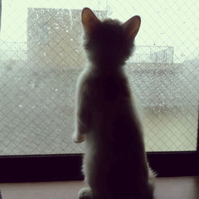 mihirouさんの実例写真