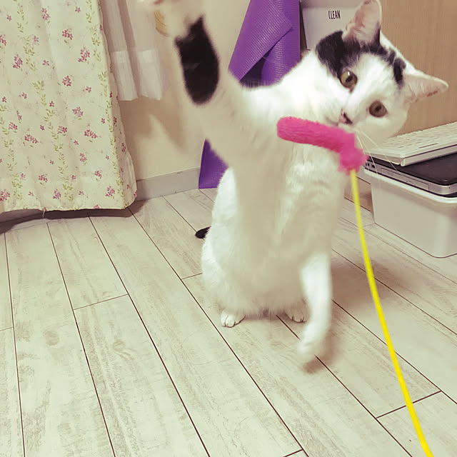 実例写真