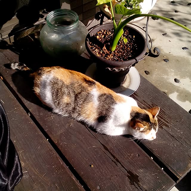 shusen.miyaさんの実例写真