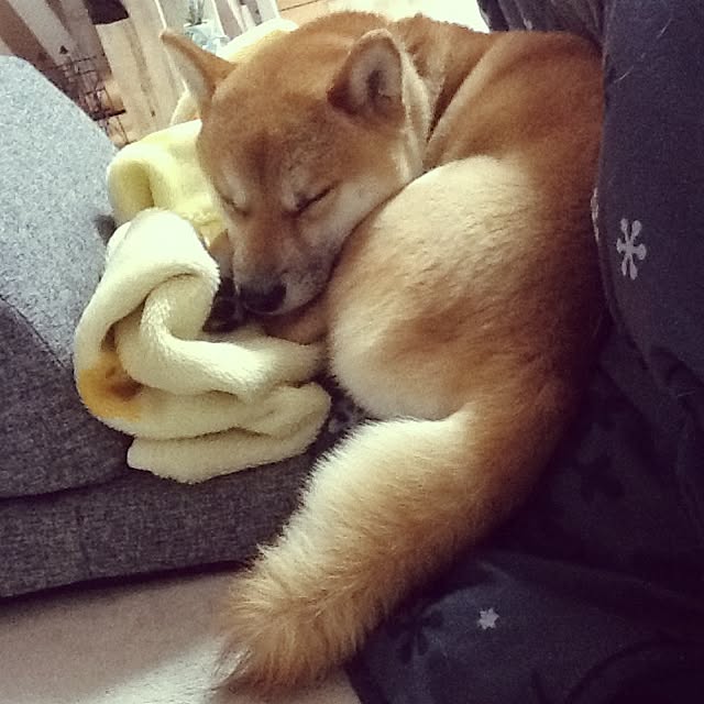kotaさんの実例写真
