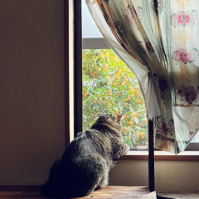mikan161さんの実例写真