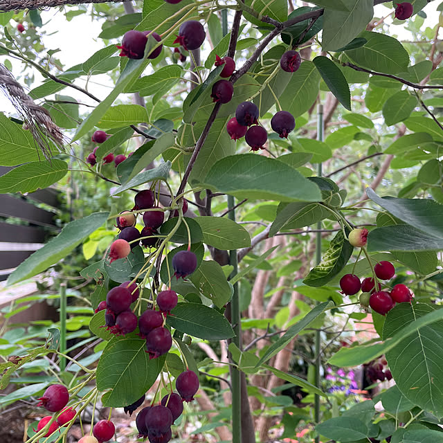 ronronさんの部屋