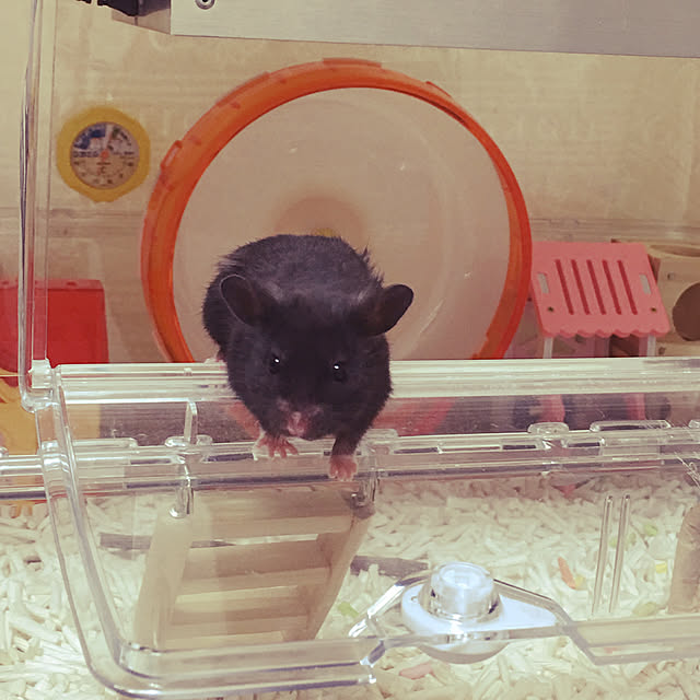 FUさんの実例写真