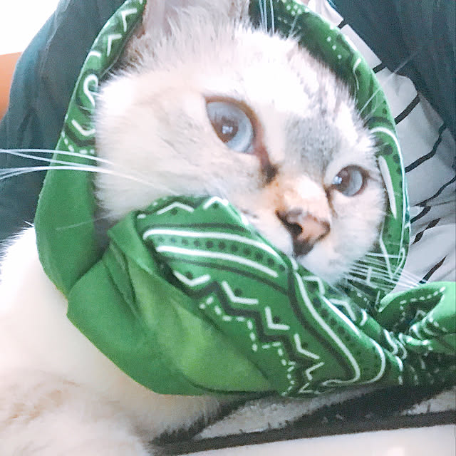 nachuさんの実例写真