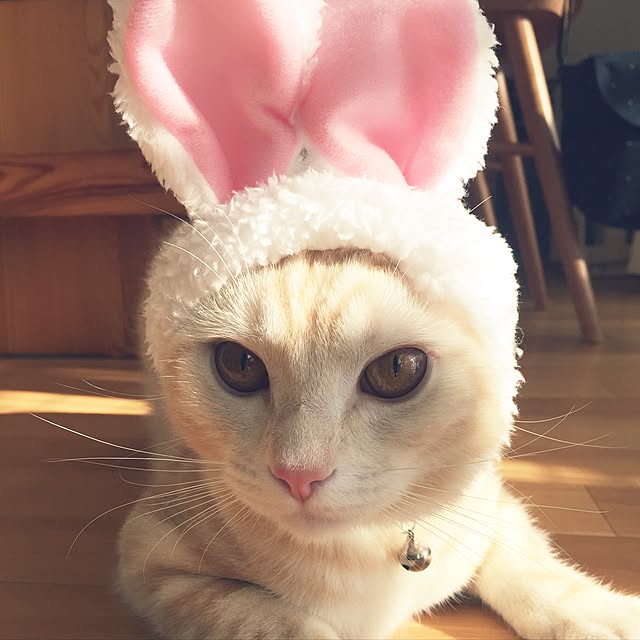 hiyupan88さんの実例写真