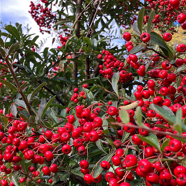 ALICEさんの実例写真