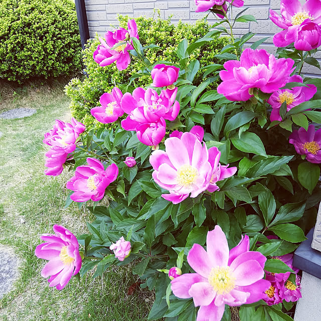 shiomaruさんの実例写真