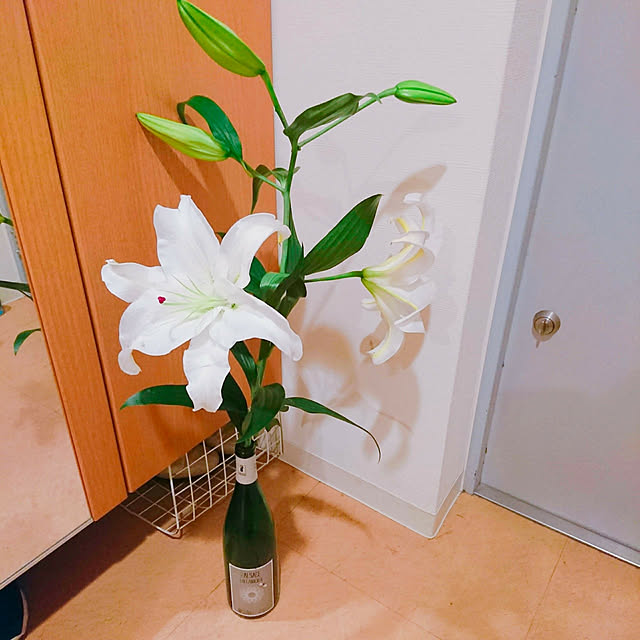 玄関/入り口/O型です♪/不器用ですが…/いいね！押し逃げばかりでごめんなさい。/賃貸マンション...などのインテリア実例 - 2019-02-10 21:12:21