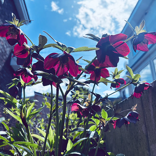 usagiさんの実例写真