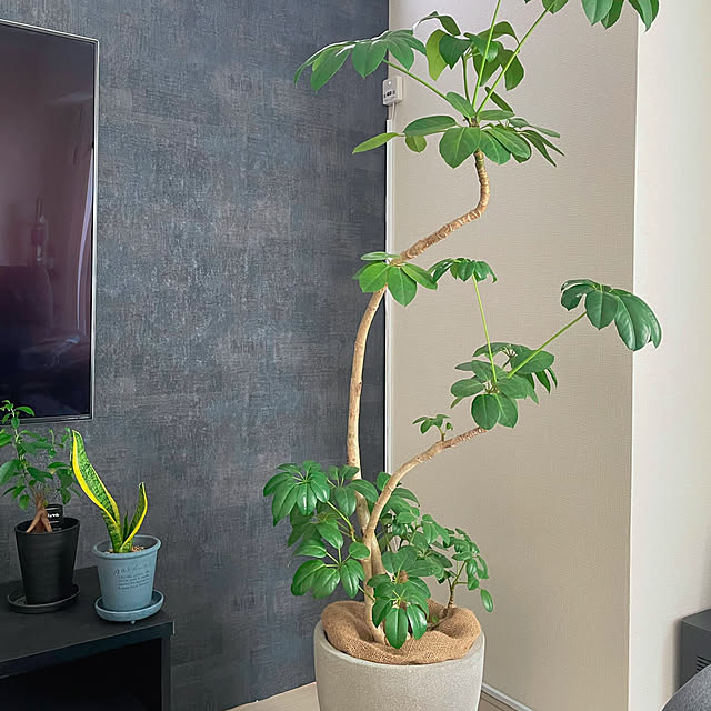 観葉植物 ブラッサイアのおすすめ商品とおしゃれな実例 観葉植物 ブラッサイアのおすすめ商品とおしゃれな実例