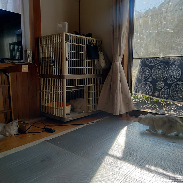 makaronさんの実例写真