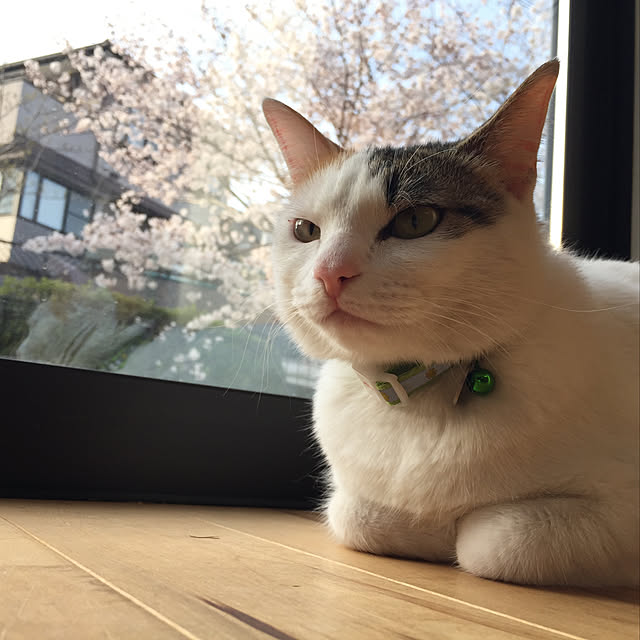 Kuronecoさんの実例写真