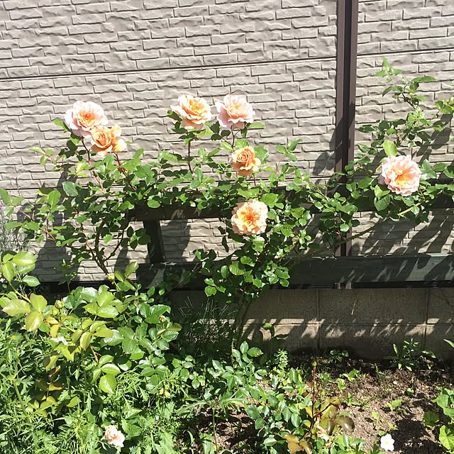 rokokoさんの実例写真