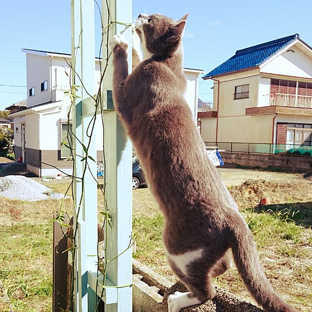 Toraziさんの実例写真
