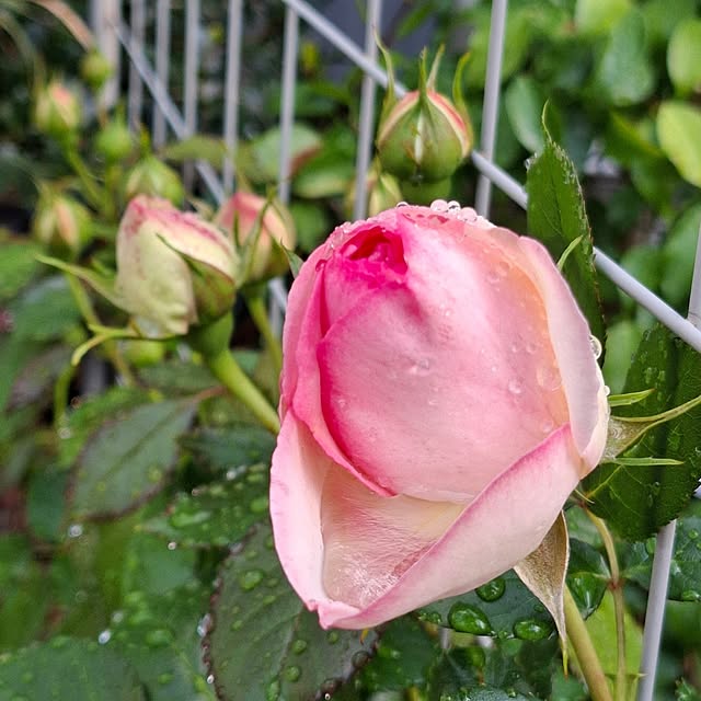 midoriさんの部屋