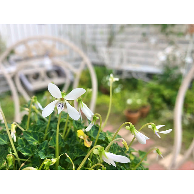 ponさんの実例写真