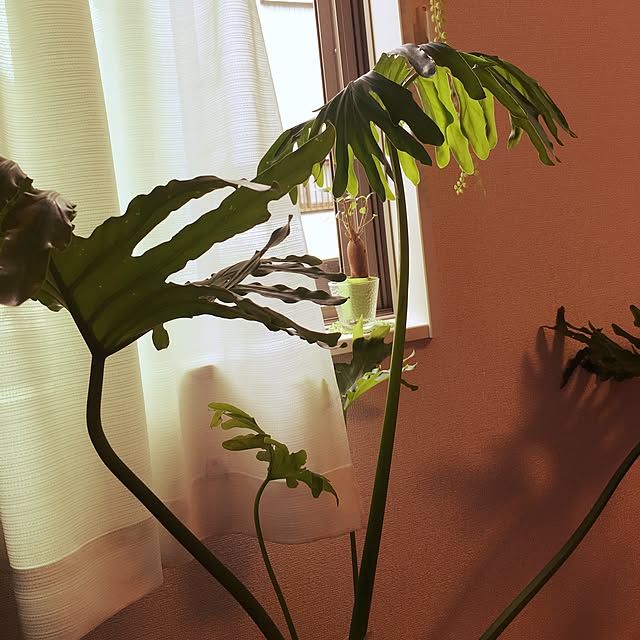 umeringo3さんの実例写真