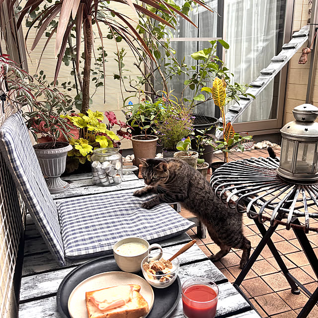 greycatsさんの実例写真