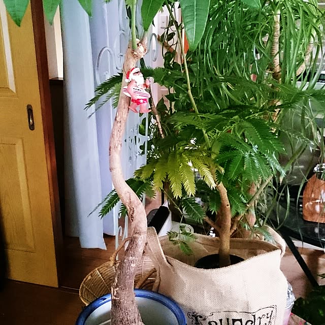 asaさんの実例写真