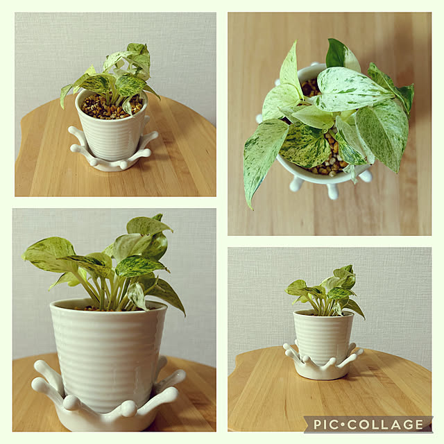 yoyoyoさんの実例写真